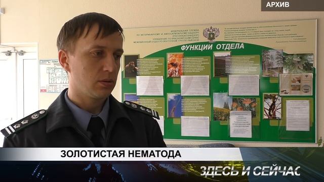ЗОЛОТИСТАЯ НЕМАТОДА