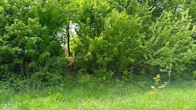 Трайк из гироскутера (Segway) смотреть онлайн