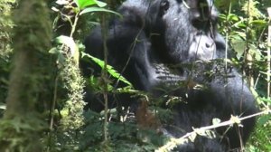 Дикая Африка. Уганда. Один час с гориллами