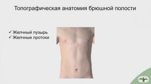 Брюшная полость ЖЕЛЧНЫЙ ПУЗЫРЬ и  ПРОТОКИ