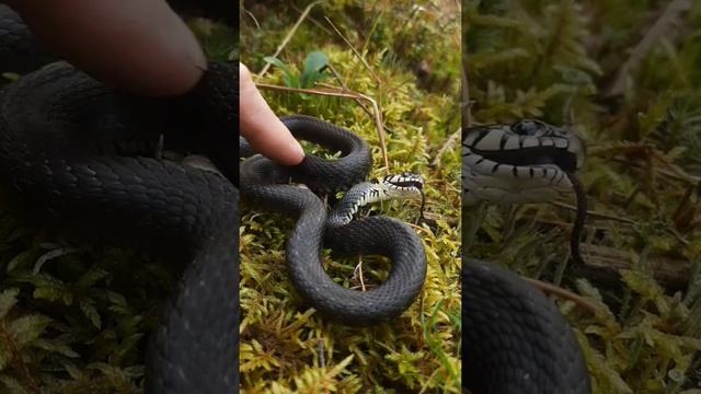 Snake pretended to be dead. ?? Уж притворился мёртвым.