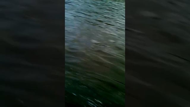 TOHATSU 9.8 лиман 350 смотреть онлайн