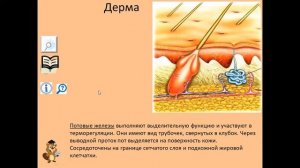 Строение кожи