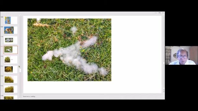 Игорь Шальман. Цветущий Израиль. Красота вокруг нас. от 01.08.2021 смотреть онлайн