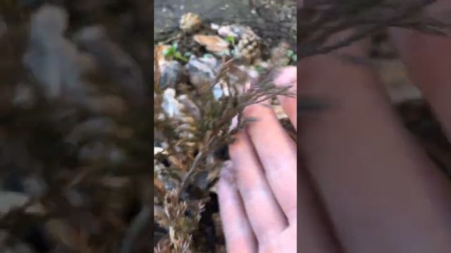 Можжевельники Андорра Компакт