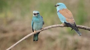 Синявицата (Coracias garrulus), наричана още синя гарга