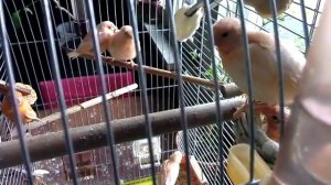 Canary Канарейки 5 Птенцо Оранжевых канареек, 26 марта. 2017 г. Вылупились 6,7,8,9,10 марта. 2017 г