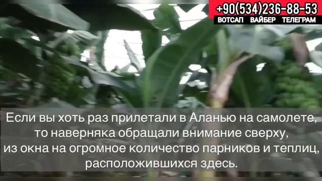 БИЗНЕС в Турции БАНАНовые плантации в Алании, Условие выращивание бананов, купить банан дешево