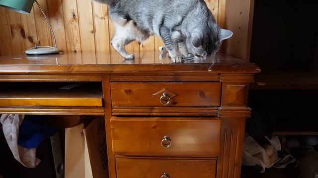 ПРЯТКИ В НАШЕМ ДОМЕ С КОТАМИ И СОБАКОЙ смотреть онлайн