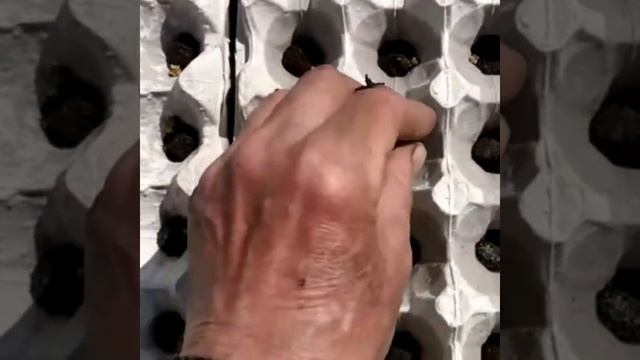 Как посадить Свеклу и избавиться от сорняков ? смотреть онлайн