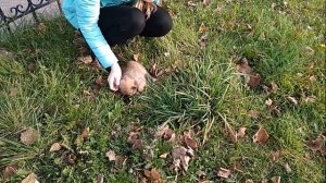 Нашли маленького щенка дворняжки Щенки дворняжки Видео про собак щенков  Канал про домашних животны