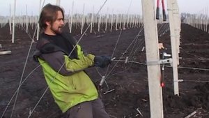 Натяжения проволоки вдоль ряда. Хомут на столб.