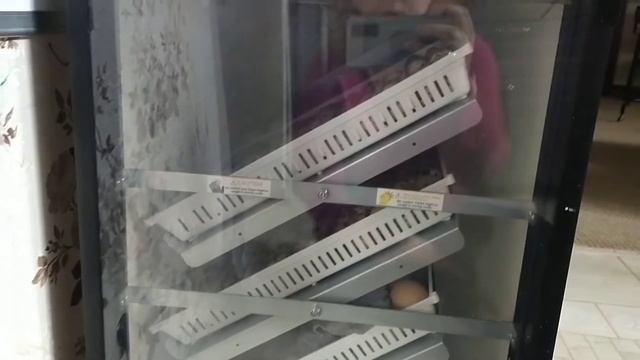Инкубация яиц птицы без хлопот