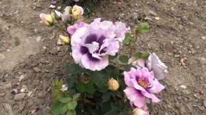 Rosa persica ´Eyes For You´