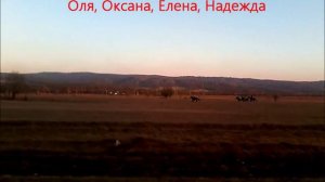 Скачки станица Зеленчукская Кавказ