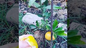 Как выращивать мандарин а Краснодаре