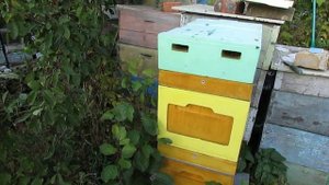 драка пчел при объединении в сентябре - часть 2 , ответы на вопросы