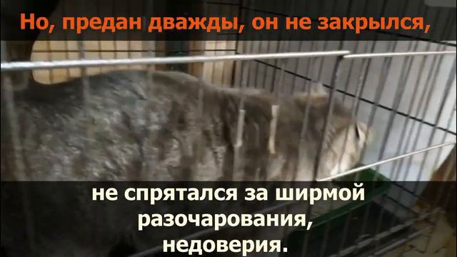 Помощь Лемми