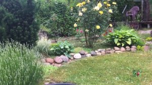 Роза  Голден Шауэрс 2020. Загородная жизнь.