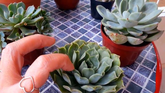 Comprei uma das SUCULENTAS que sempre quis🤗 смотреть онлайн