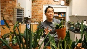 My Sansevieria aka Snake Plant Collections And Some Care Tips | Sansevieria Wish List