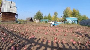 Уборка картофеля.  Копка картофеля  картофелекопалкой.