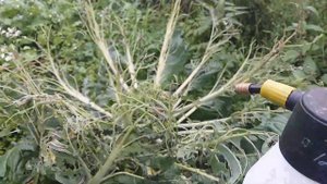 Сентябрь - дела садовые серия № 1