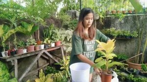 Repotting my Ficus Altissima