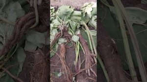 Медоносная трава репейник, татарин, арктиум, мордвин все названия одного лечебного растения.