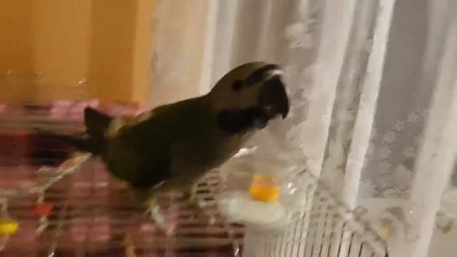 Китайский ожереловый попугай, команда "неси", дрессировка, метод кликера смотреть онлайн