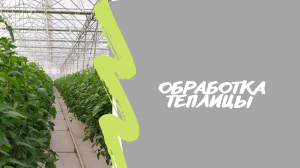 Чем обработать теплицу от вредителей и болезней??