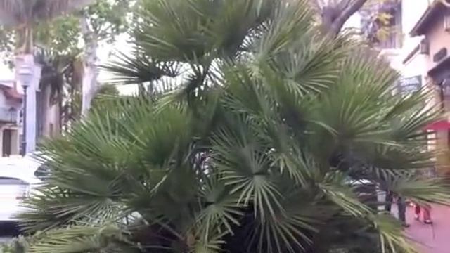 Chamaerops humilis - Mediterranean (European) Fan Palm