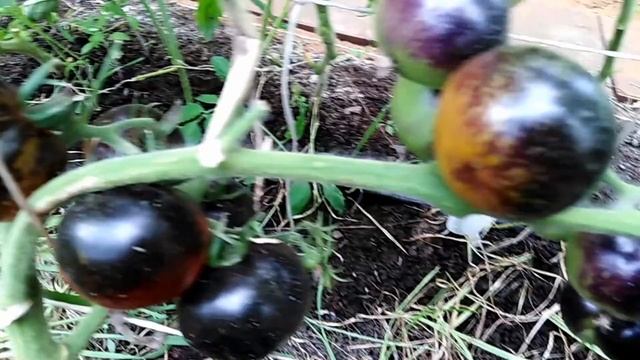 Томат Ночной Саранск (Night Saransk). Новинка селекции! смотреть онлайн