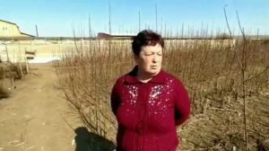 Выпуск 2. Экскурсия в питомник "Тохойские саженцы". Выбор саженцев. Обзор культур.