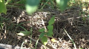 Кизил Коралловый: сбор урожая