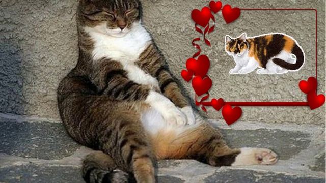 Кошки спят смотреть онлайн