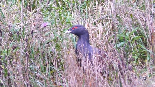 ГЛУХАРЬ НА ОВСАХ смотреть онлайн