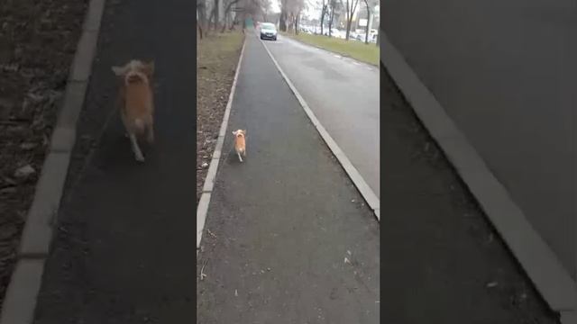 И в дождь и в снег и в слякоть, из дома гонит человек и заставляет какать.