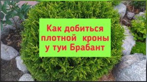 Как добиться плотной кроны у туи Брабант