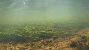 Как ловить воблерами на заросшей реке. Подбираем приманки