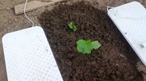 Страховочная рассада от семечки гигантской тыквы обогнала уже основную. Огород. Дача.