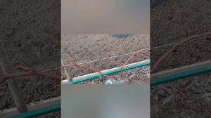 Открываем виноград после зимы.