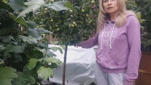 ЗЕЛЁНОЕ ЧЕРЕНКОВАНИЕ. РАЗМНОЖЕНИЕ РАСТЕНИЙ ЧЕРЕНКОВАНИЕМ