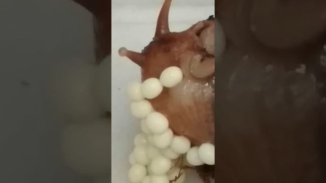 Улитка откладывает яйца