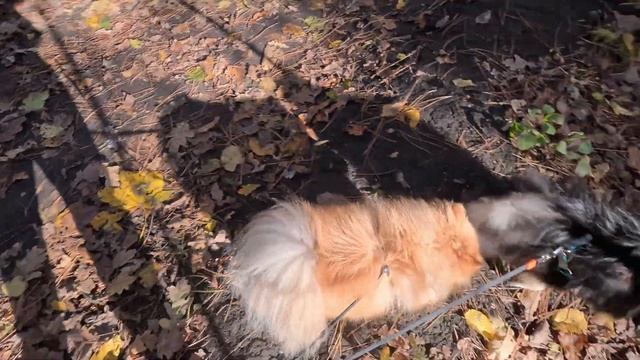 Прогулка, Щепкинский лес. Ростов на Дону. смотреть онлайн