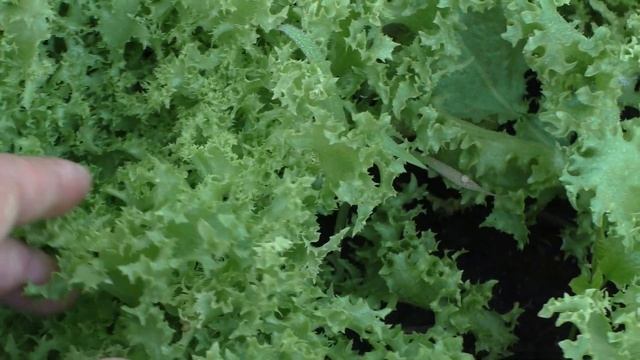 Цикорий салатный: эндивий, пала росса и витлуф / Cichorium endivia, cichorium intybus var. foliosum смотреть онлайн