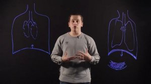 Биология 8 класс: Дыхательные движения. Регуляция дыхания