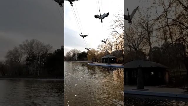 инсталляция с аистами на пруду в парке победы #одесса #travel #shorts