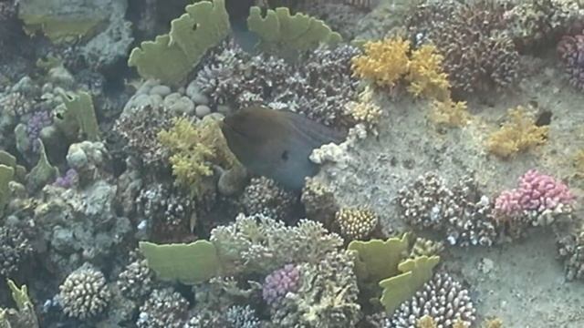 Гигантская мурена MVI 2416 смотреть онлайн