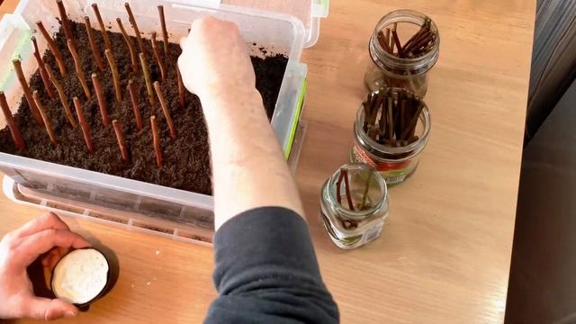 Черенкование голубики одревесневшими черенками. Исправление ошибок.